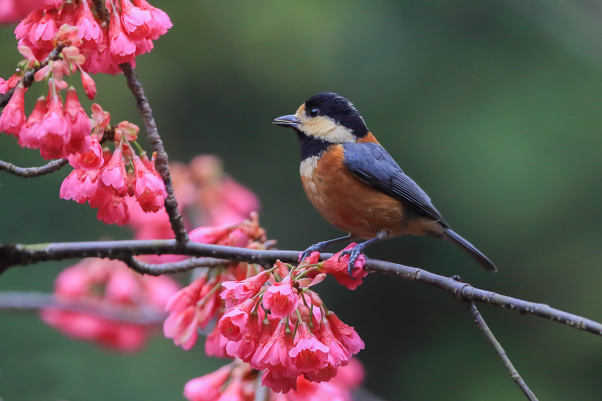 #我镜头中的美景点名评片# 一组自然野鸟抓拍，敬请凡尘等几位版主和各位好友临帖指正