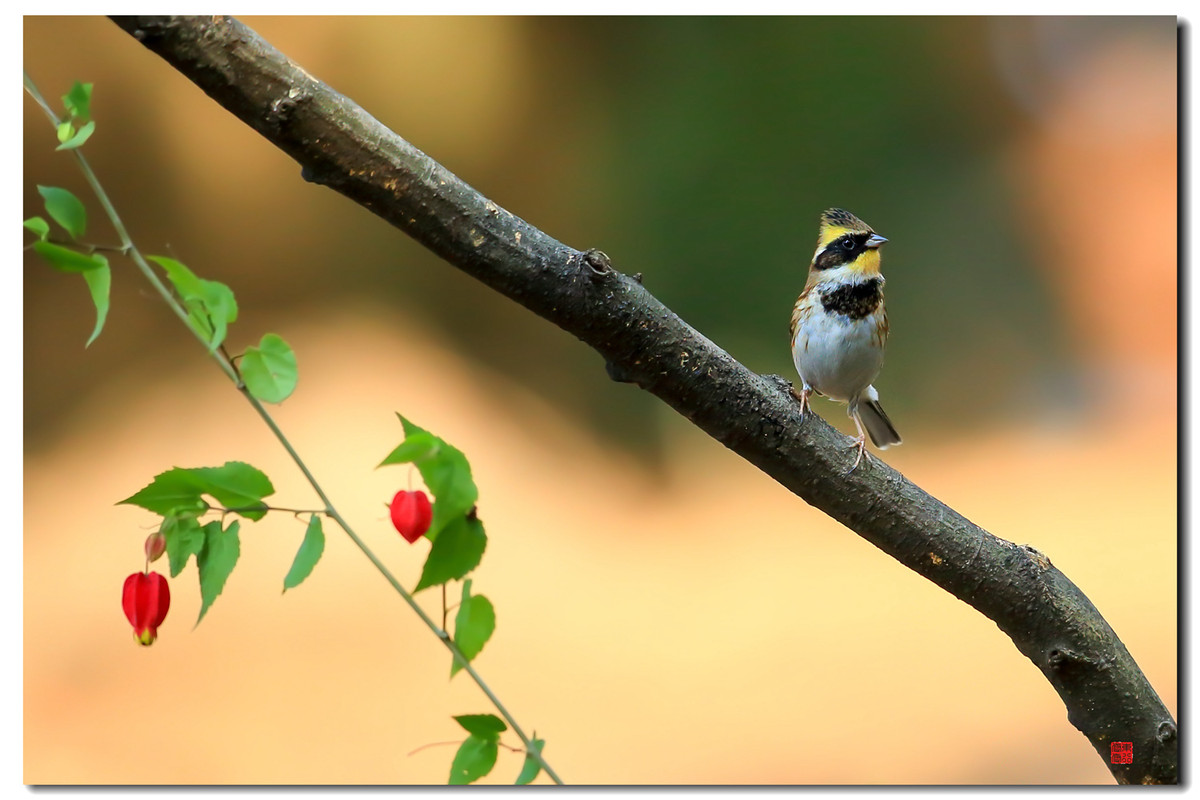 #我镜头中的美景点名评片# 一组自然野鸟抓拍，敬请凡尘等几位版主和各位好友临帖指正