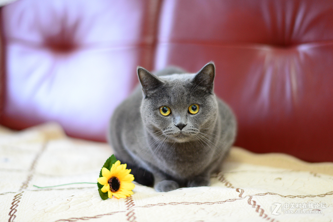 倍受争议但很好玩儿的一支头