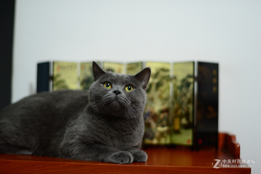 倍受争议但很好玩儿的一支头