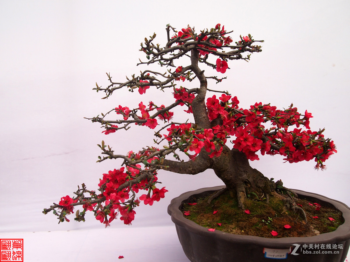 赏海棠花盆景
