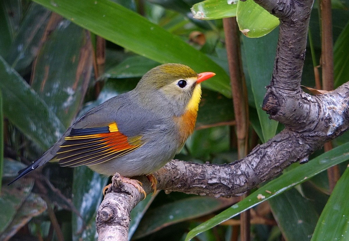 色彩的试金石红嘴相思鸟