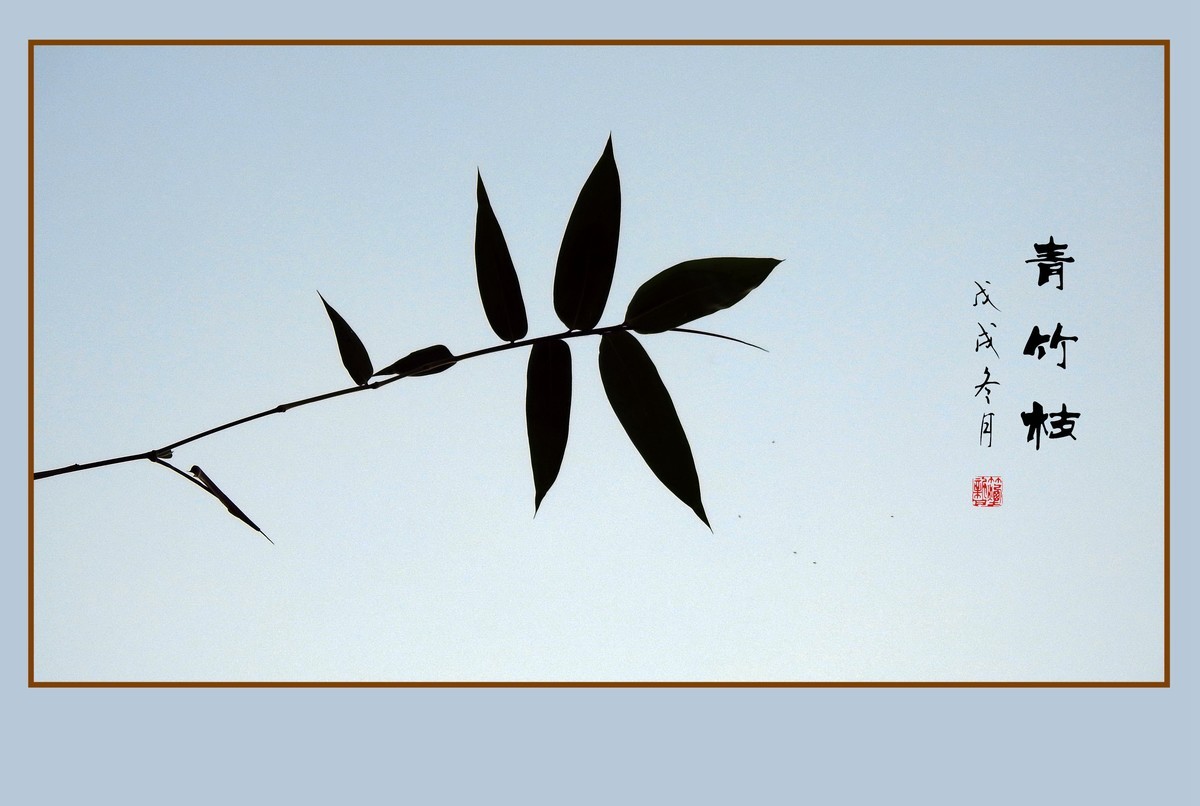 逆光瘦竹更幽雅