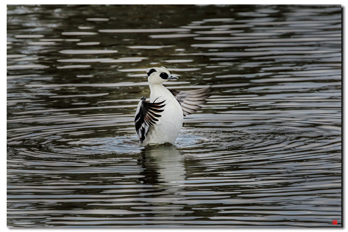#我镜头中的美景点名评片# 一组自然野鸟抓拍，敬请凡尘等几位版主和各位好友临帖指正
