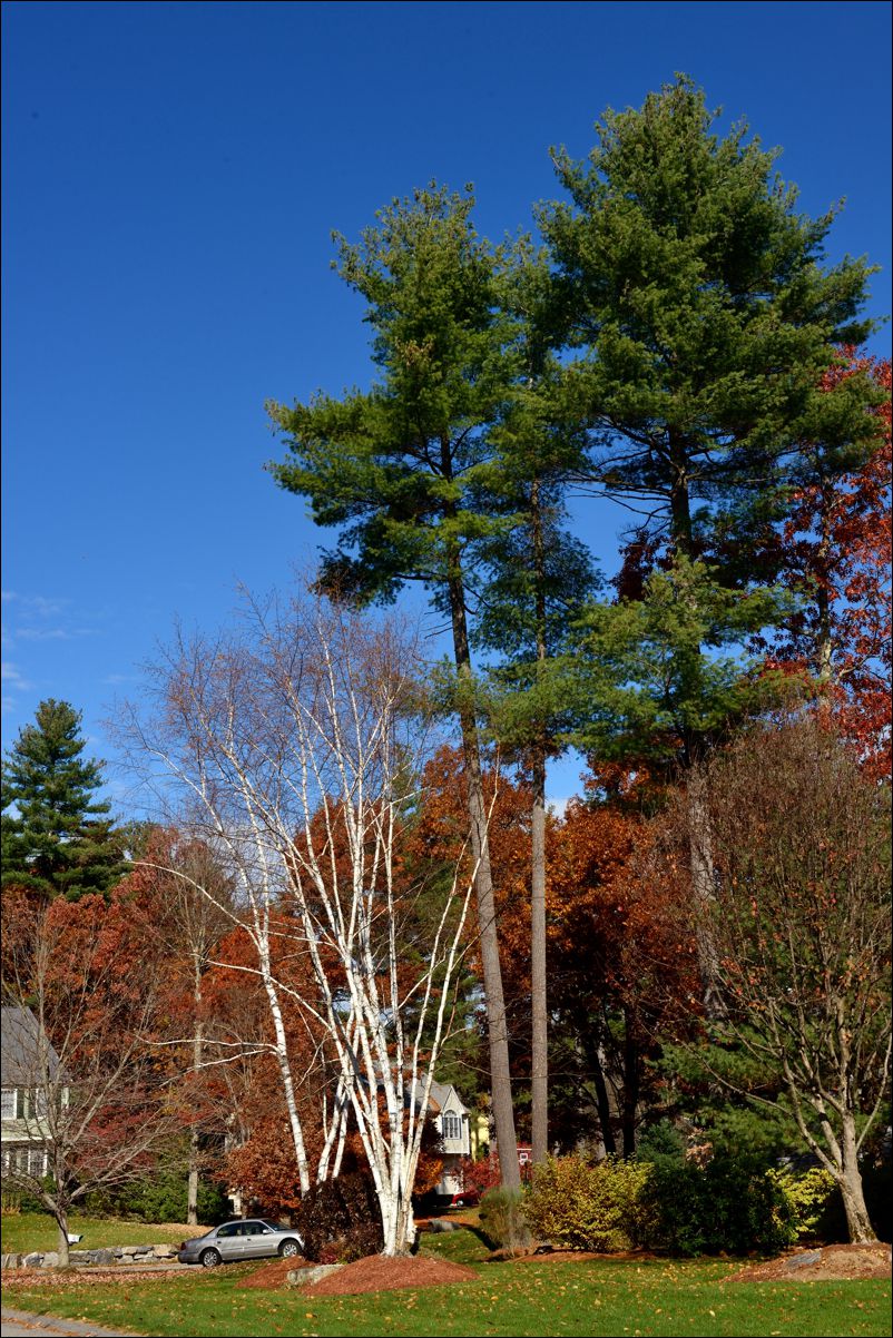 休闲随拍（253）