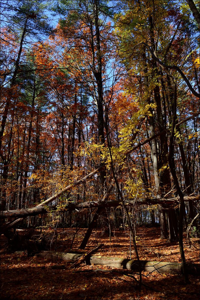 休闲随拍（253）