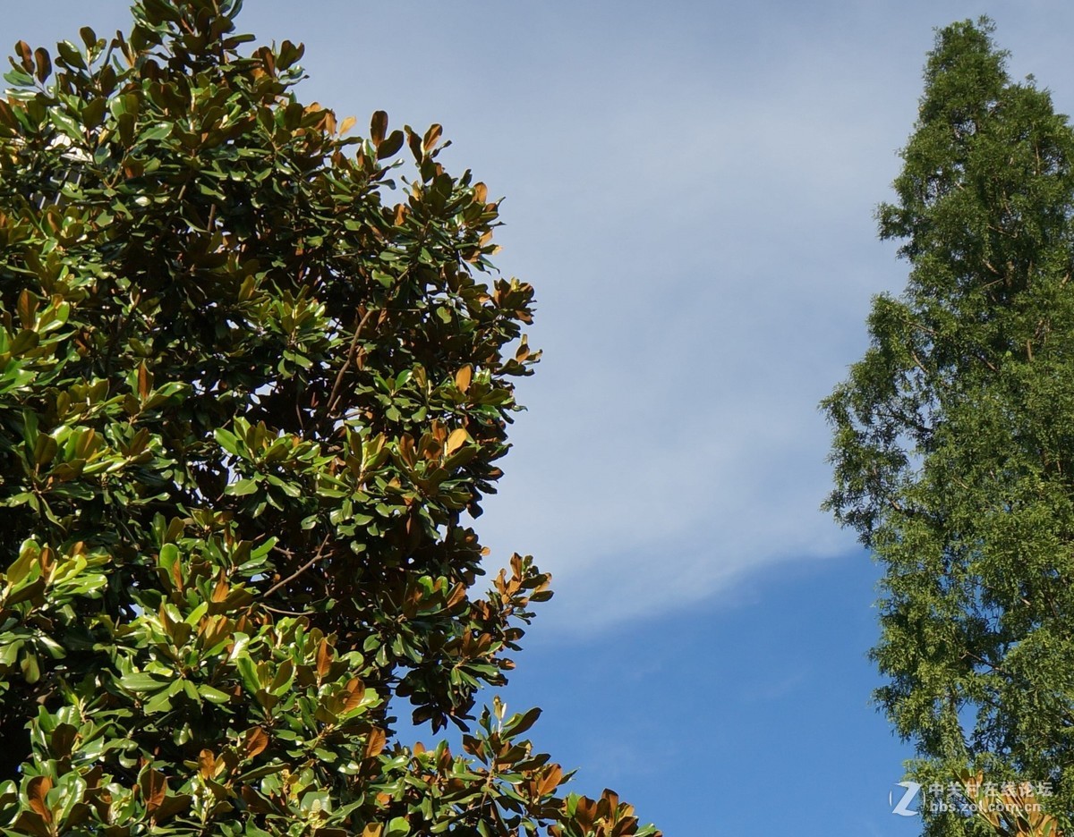 本人新手，这是NEX5T加MCUV滤镜的照片，请大师们指点一二，感激不尽