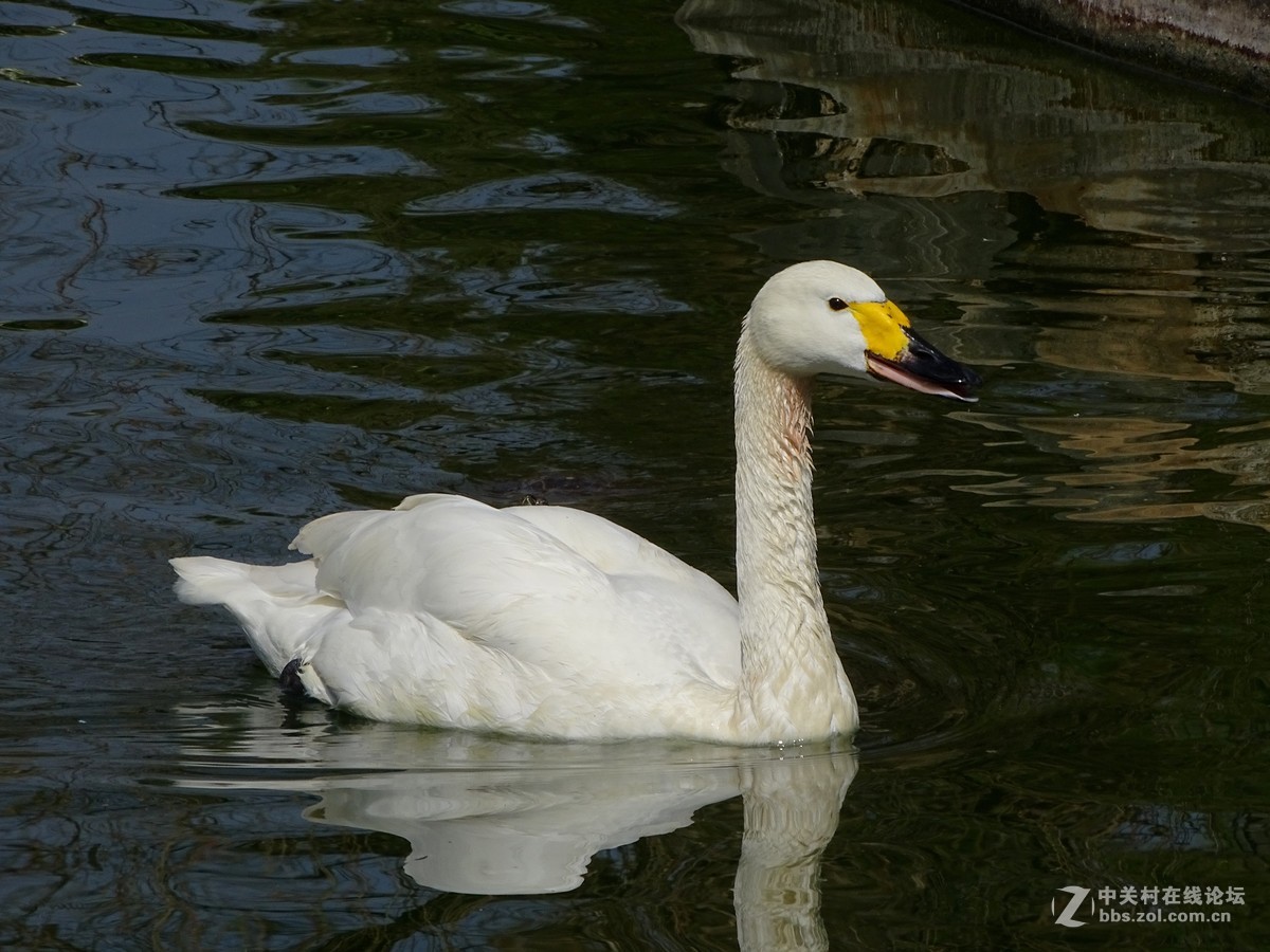 【天鹅】
