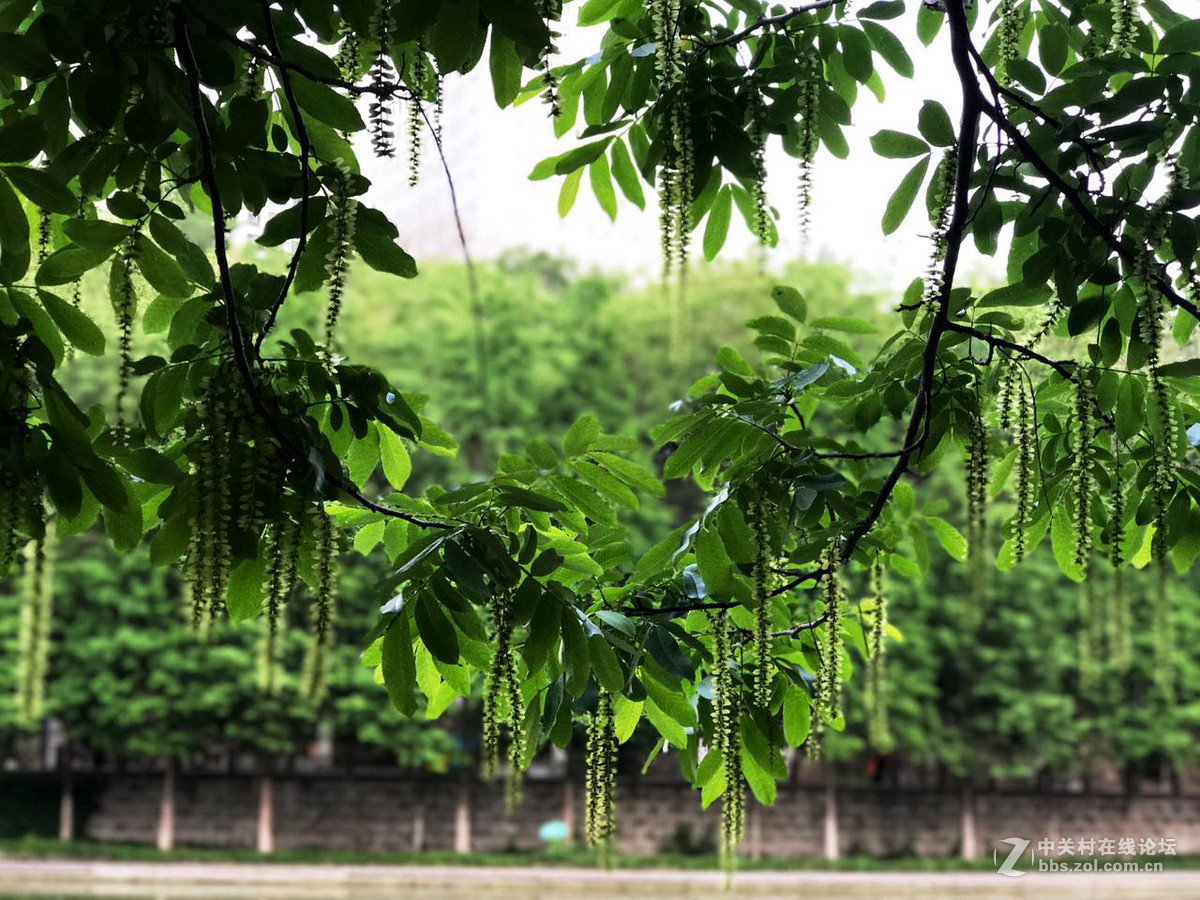 枫杨-中关村在线摄影论坛