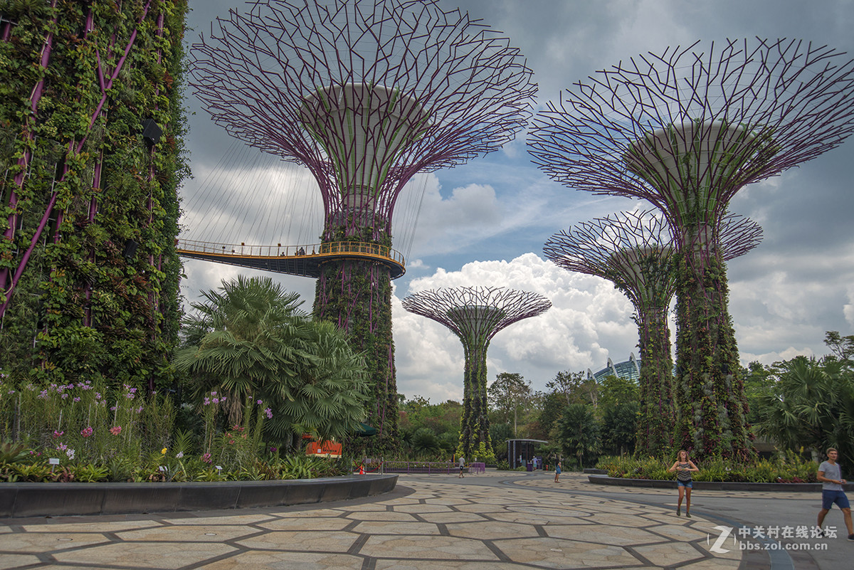 新加坡滨海湾花园的擎天大树