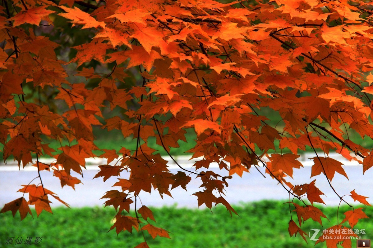 #佳能月赛-金秋十月#枫叶流丹