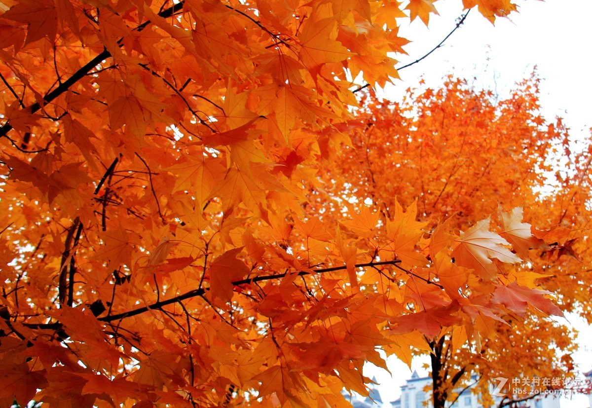 #佳能月赛-金秋十月#枫叶流丹