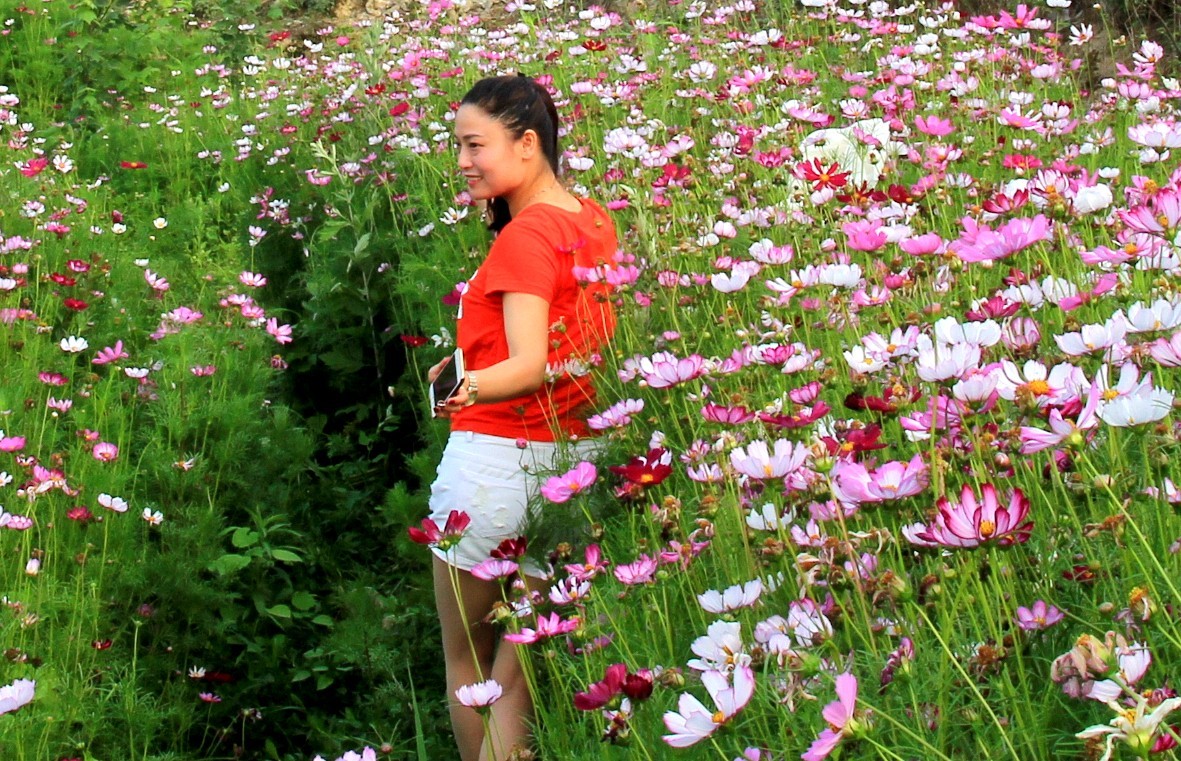 格桑花中红衣女人