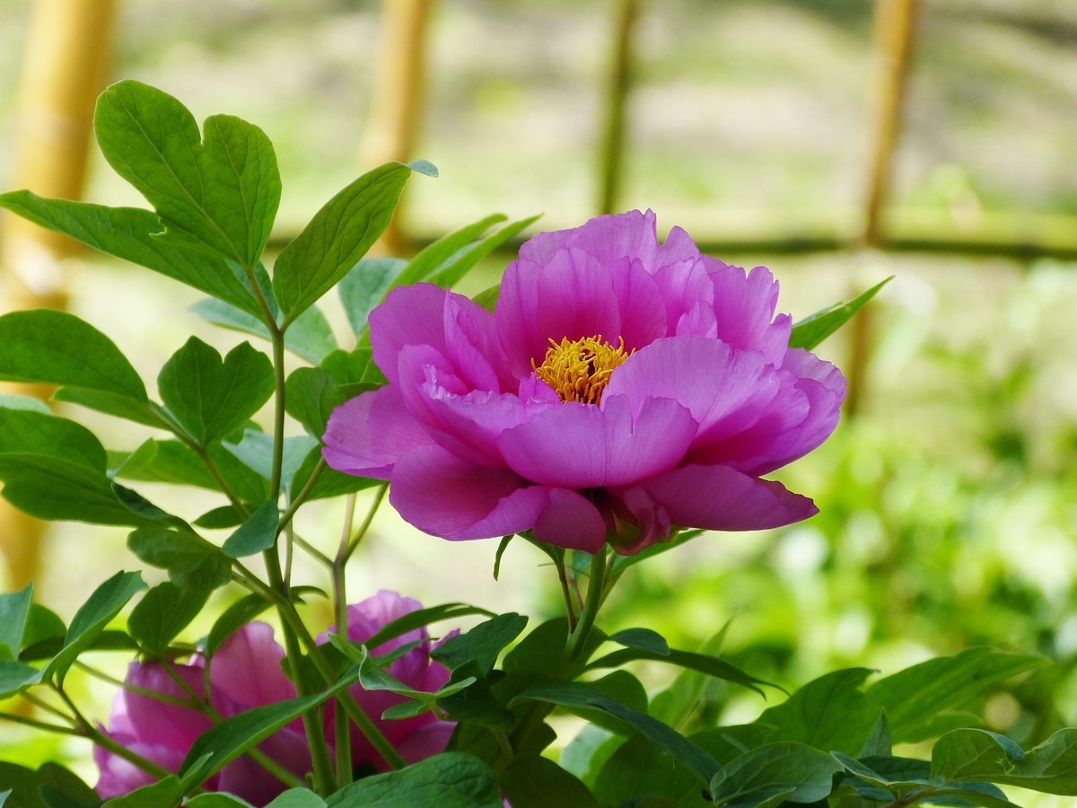 花    卉