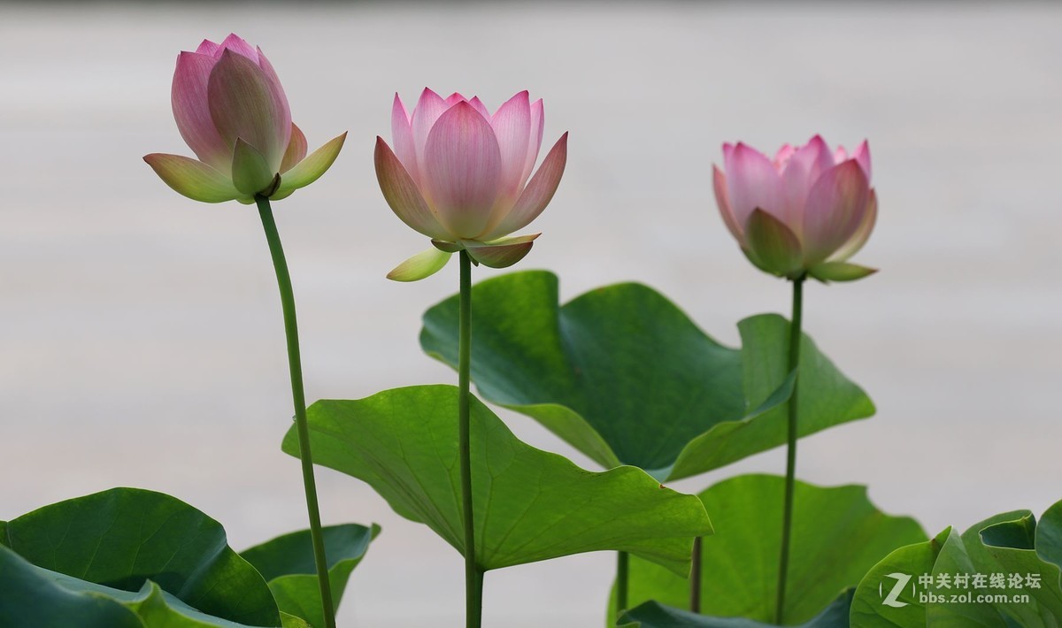 又到一年赏荷时