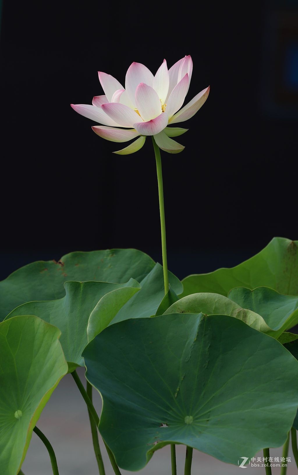 又到一年赏荷时