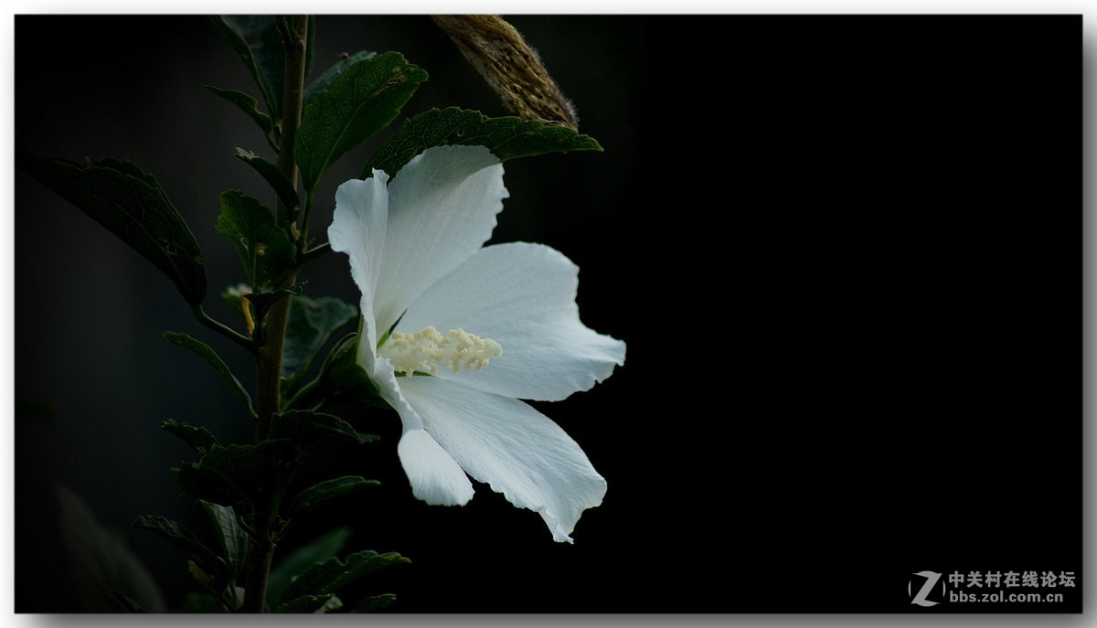 【纯洁的木槿花】