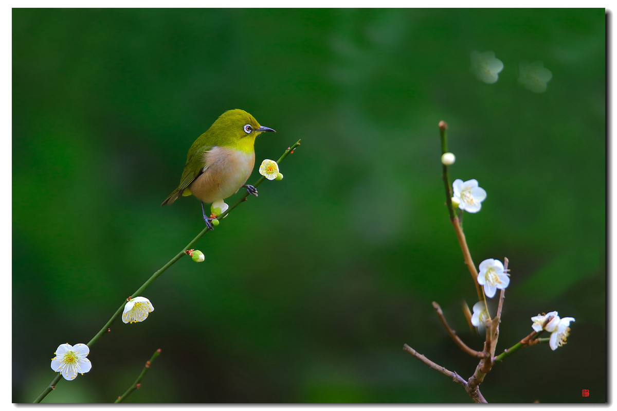 #我镜头中的美景点名评片# 一组自然野鸟抓拍，敬请凡尘等几位版主和各位好友临帖指正