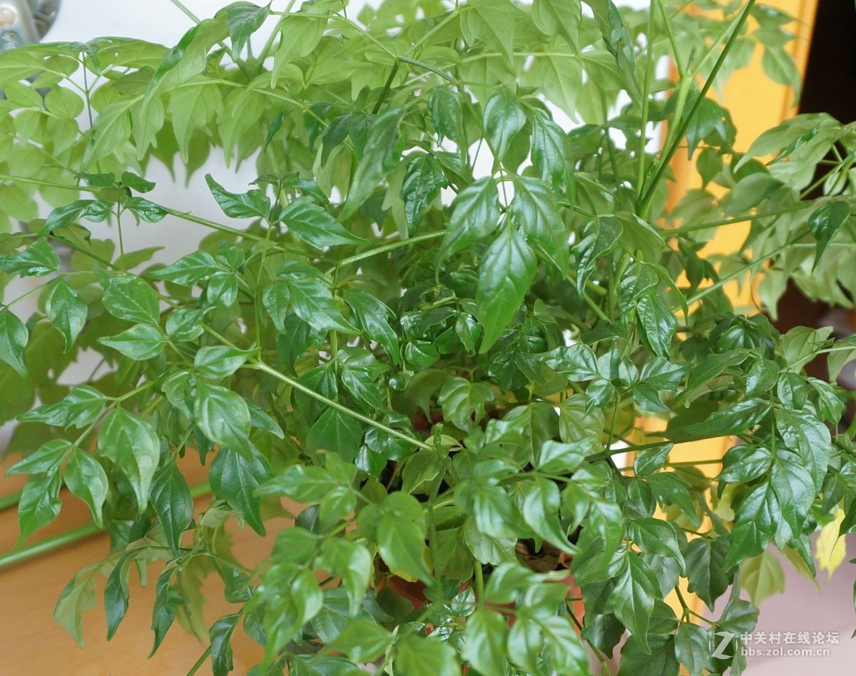 本人新手，这是NEX5T加MCUV滤镜的照片，请大师们指点一二，感激不尽