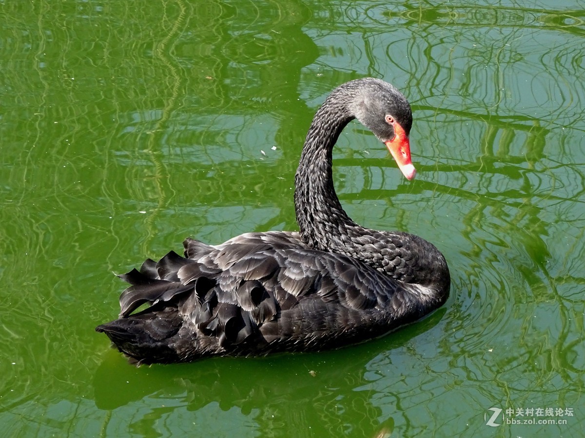 【天鹅】