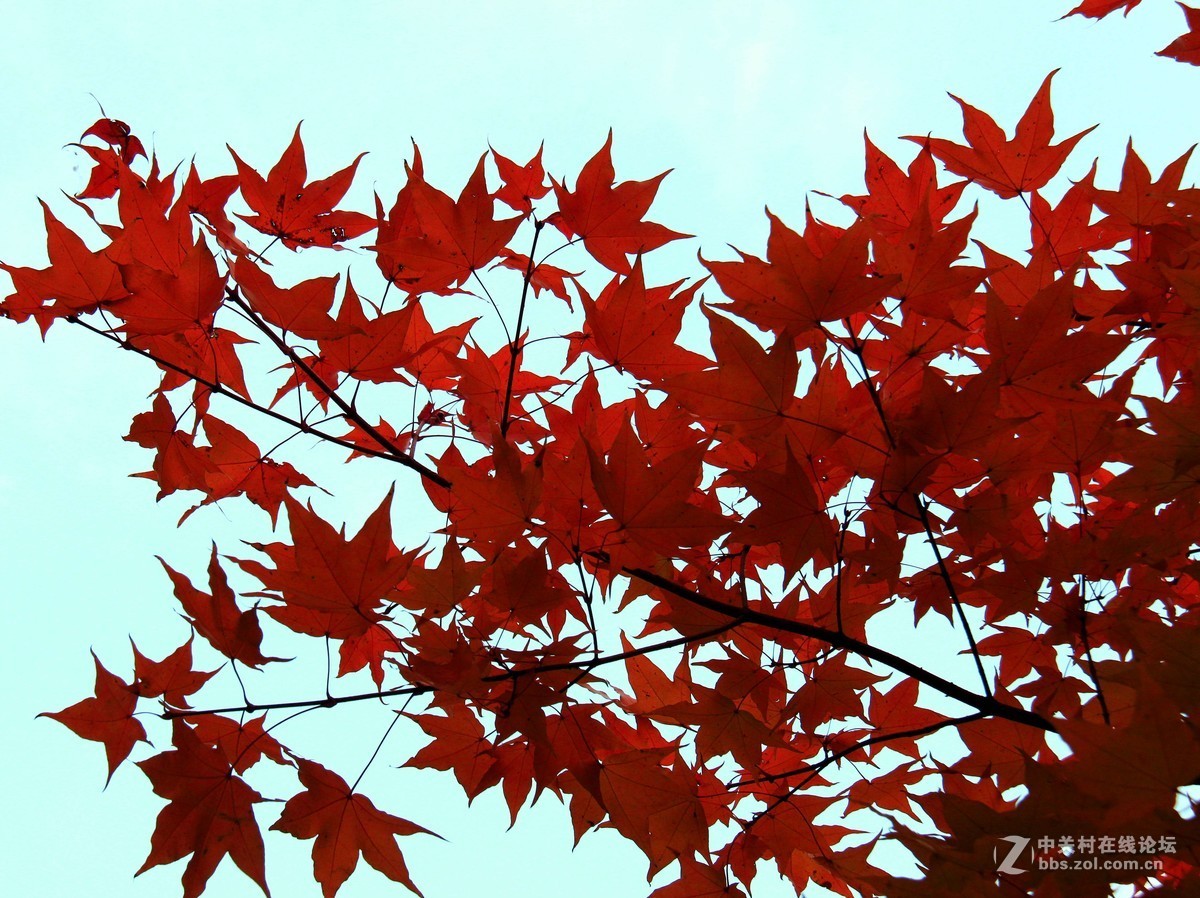 #佳能月赛-金秋十月#枫叶流丹