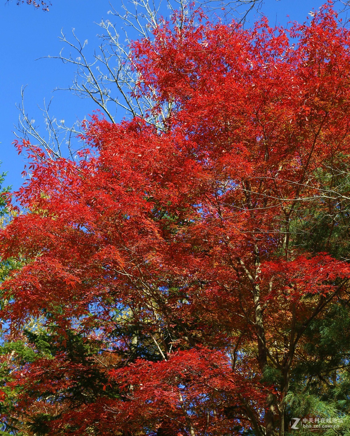 #佳能月赛-金秋十月#枫叶流丹