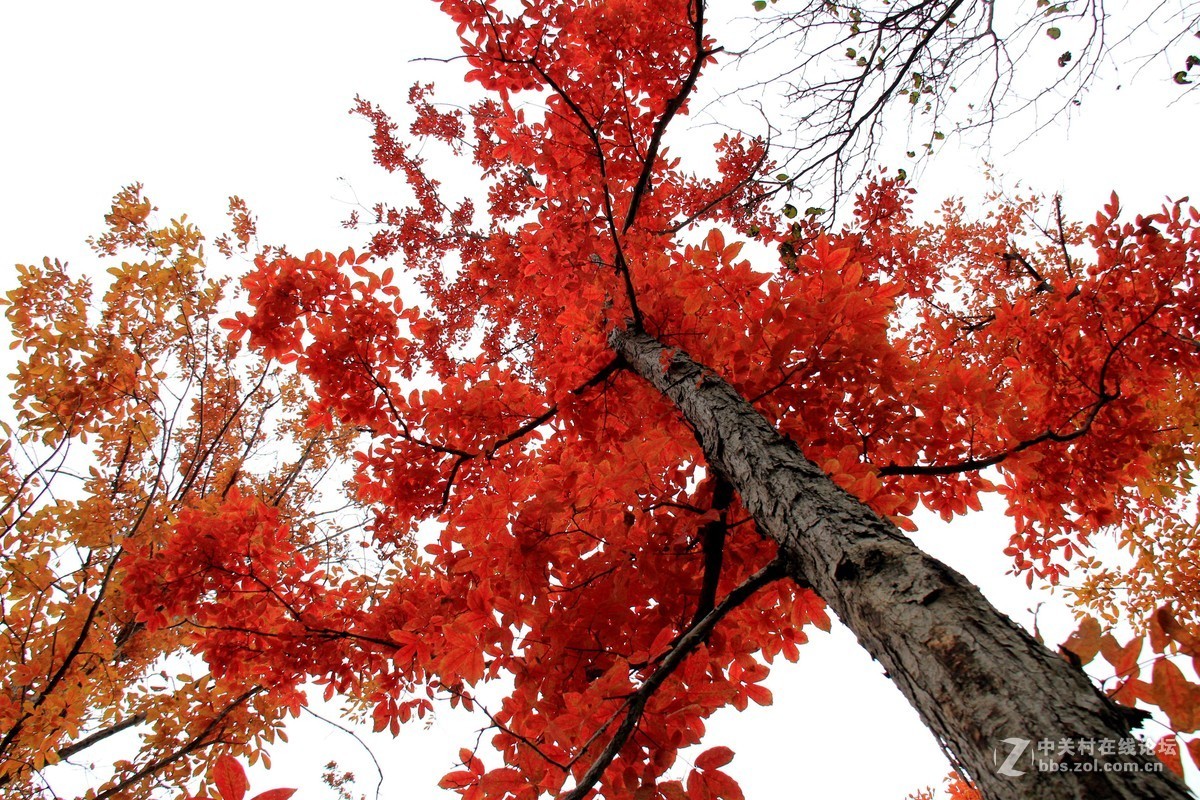 #佳能月赛-金秋十月#枫叶流丹