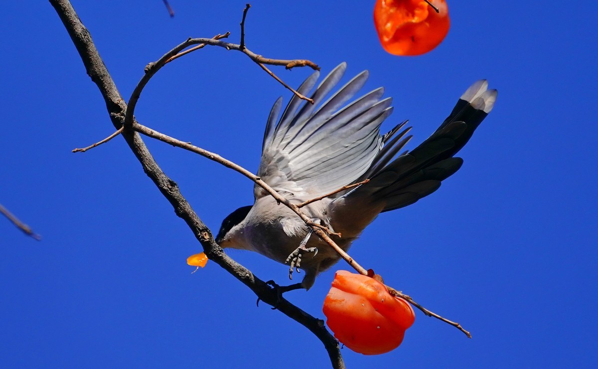 灰喜鹊吃红柿