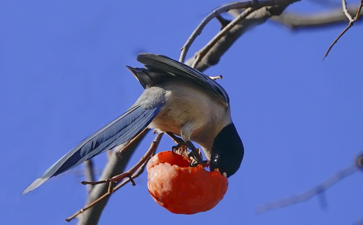 灰喜鹊吃红柿