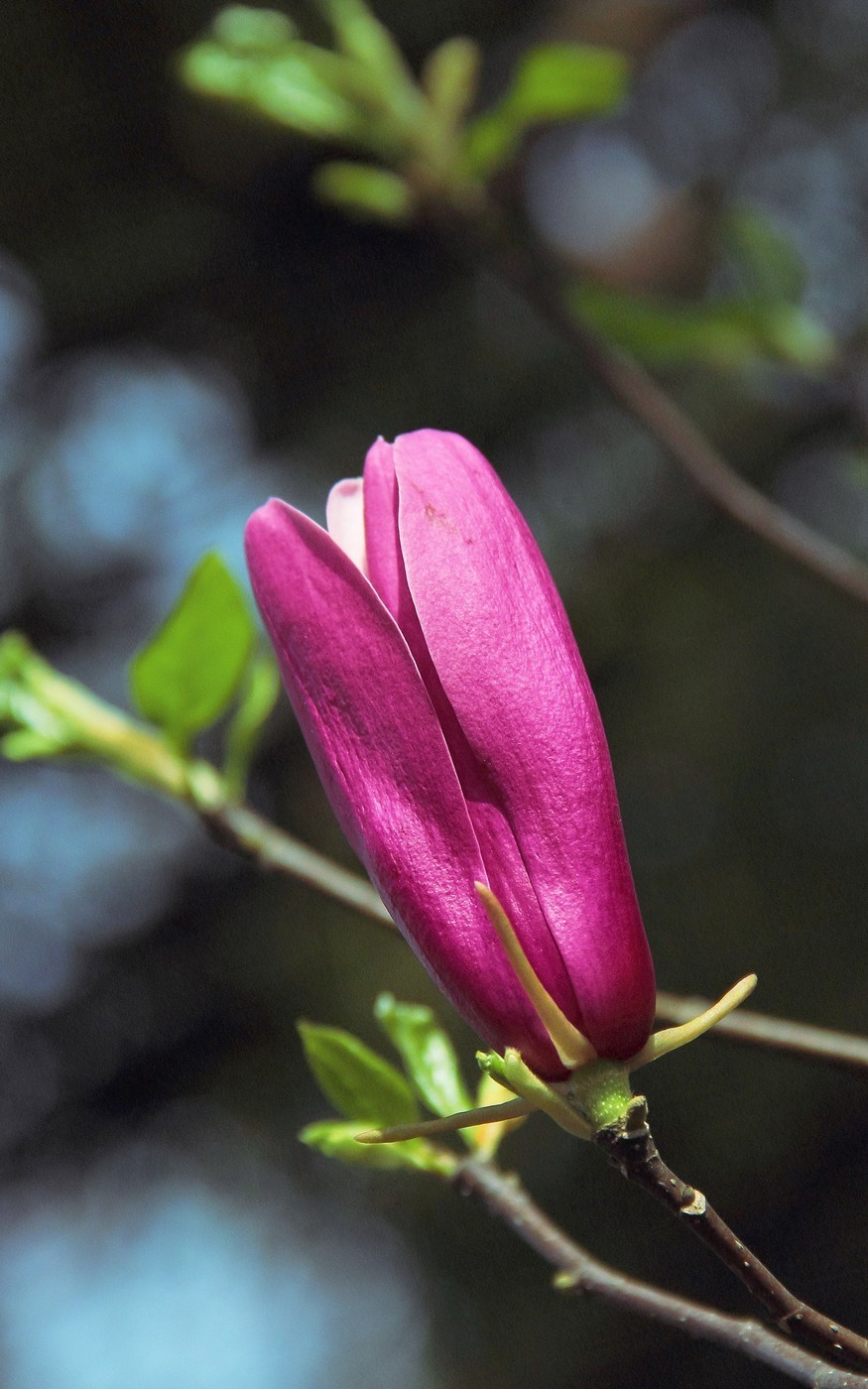 紫红色的玉兰花
