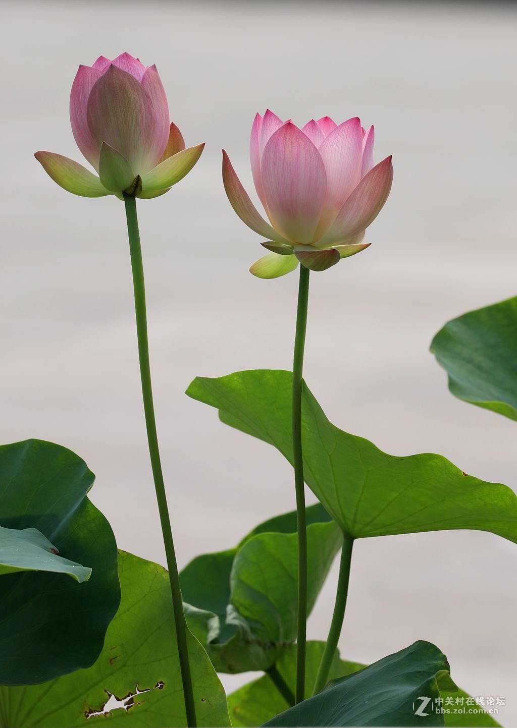 又到一年赏荷时