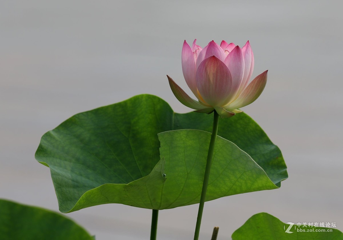 又到一年赏荷时