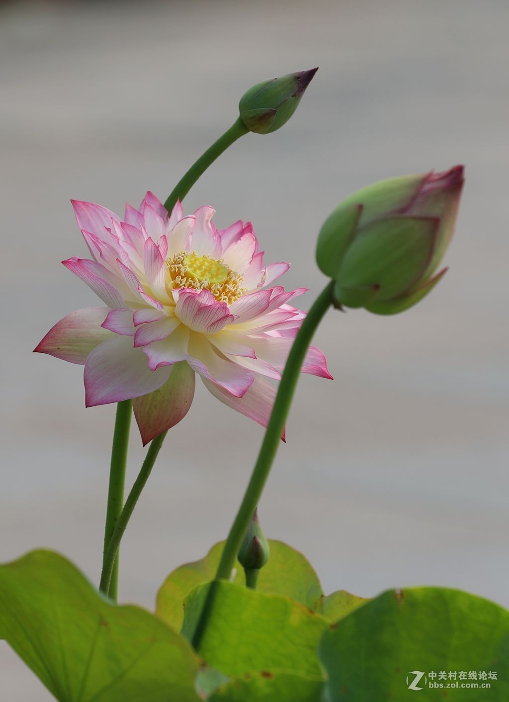 又到一年赏荷时