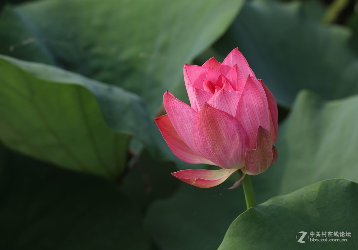 又到一年赏荷时