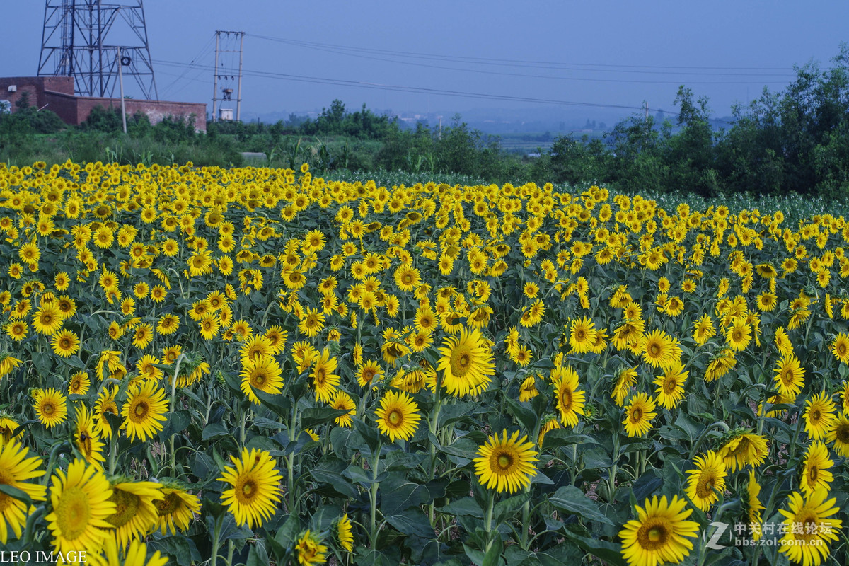 葵花