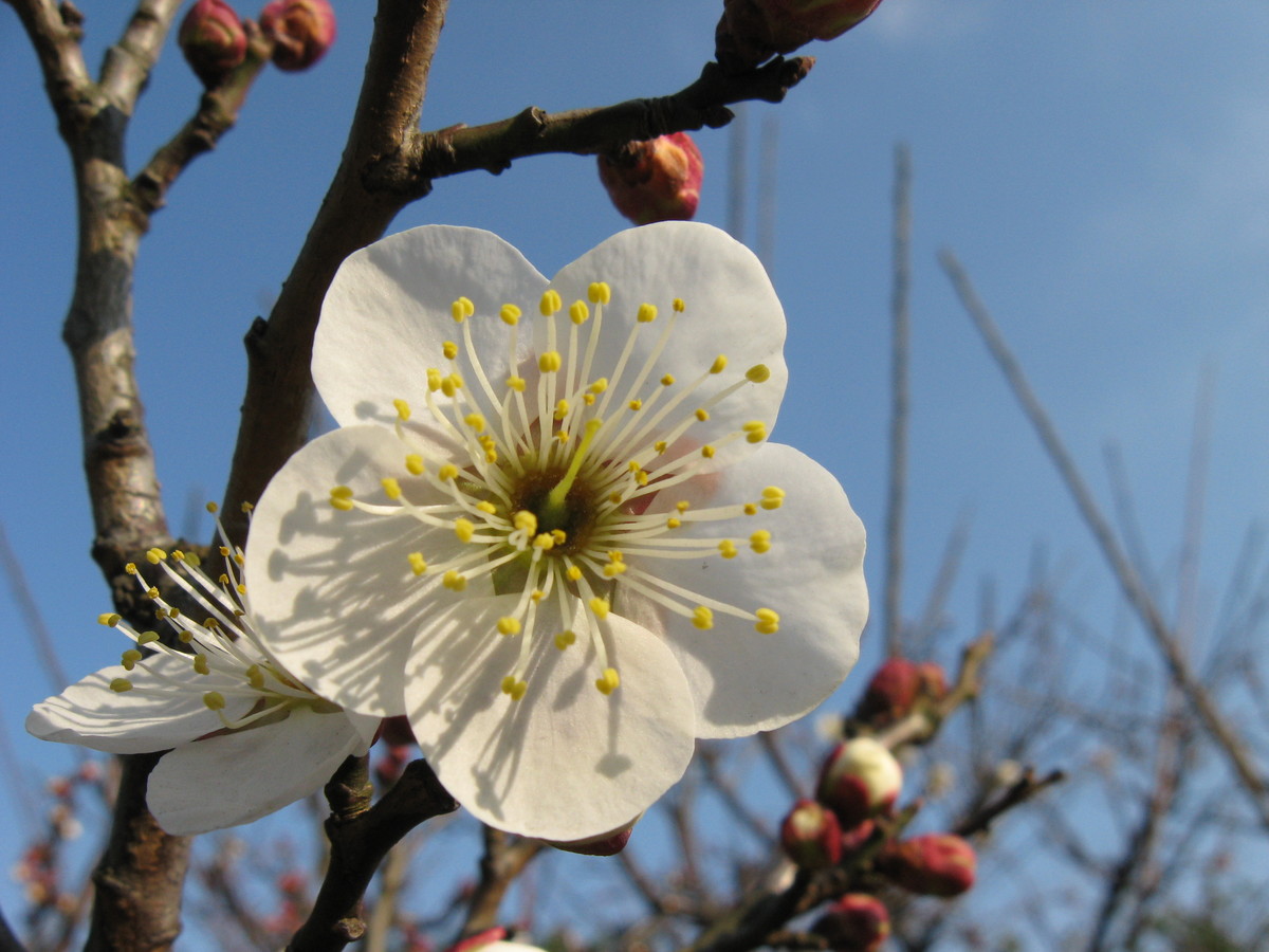 A570is拍的梅花