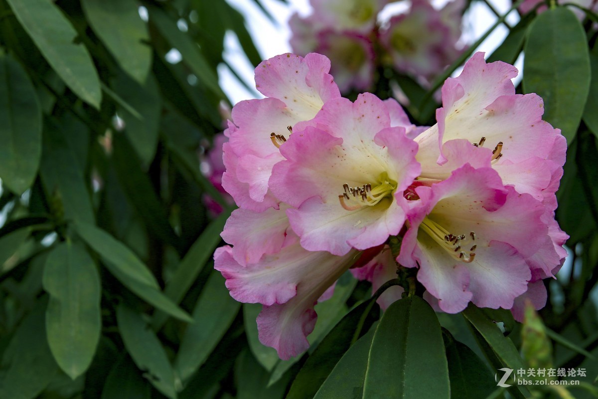高山杜鹃绮丽多姿