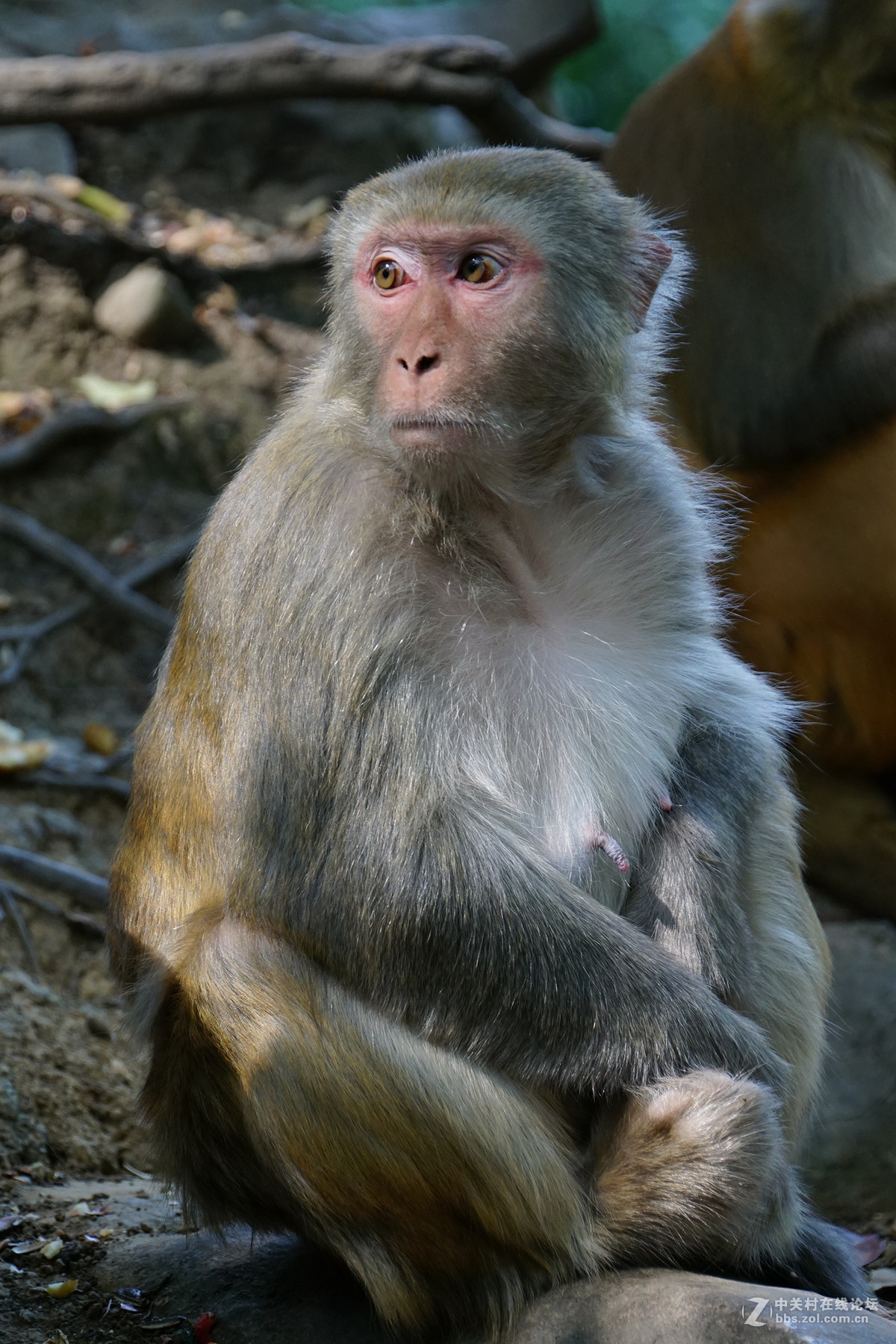 贵州黔宁山公园野猴子(10p)
