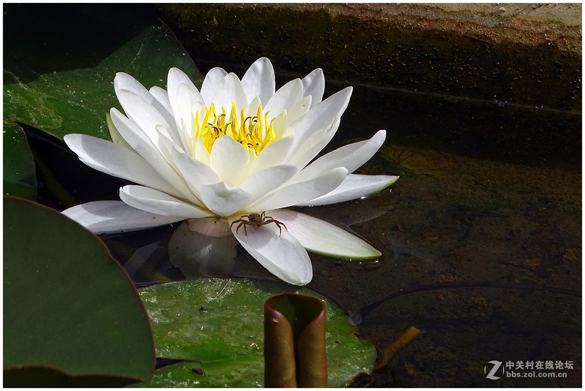 【洁白的睡莲花】