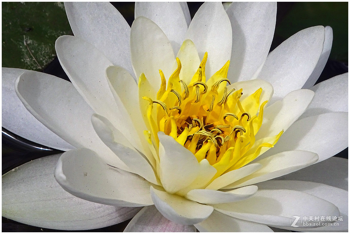 【洁白的睡莲花】