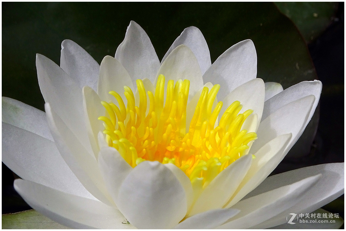 【洁白的睡莲花】