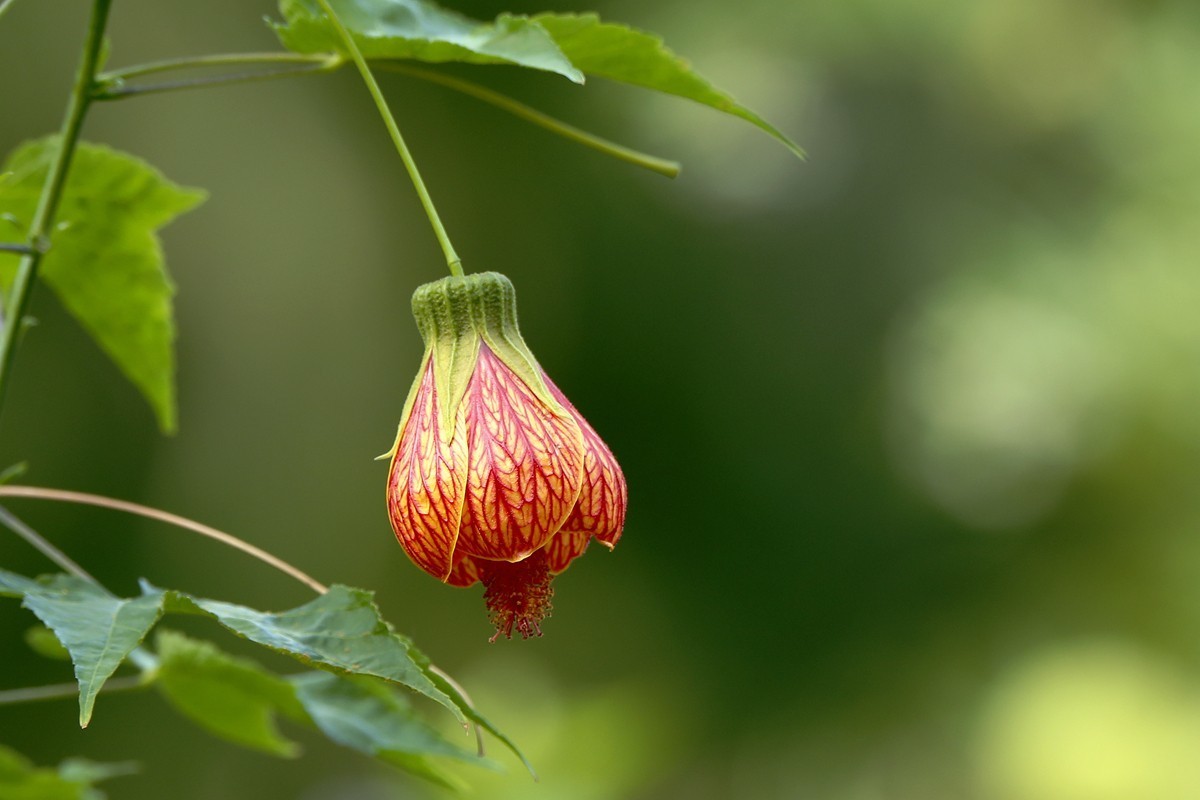 宫廷灯笼花