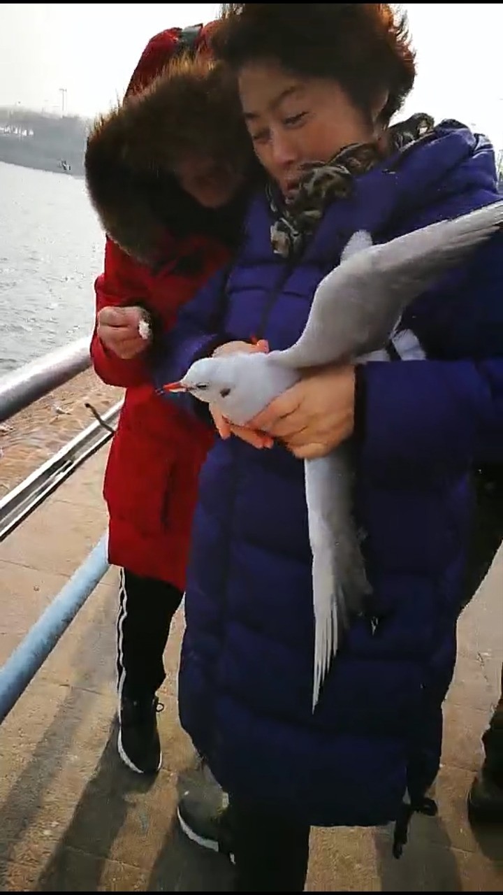 女士您为什么要抓海鸥啊！我们在保护您在伤害！