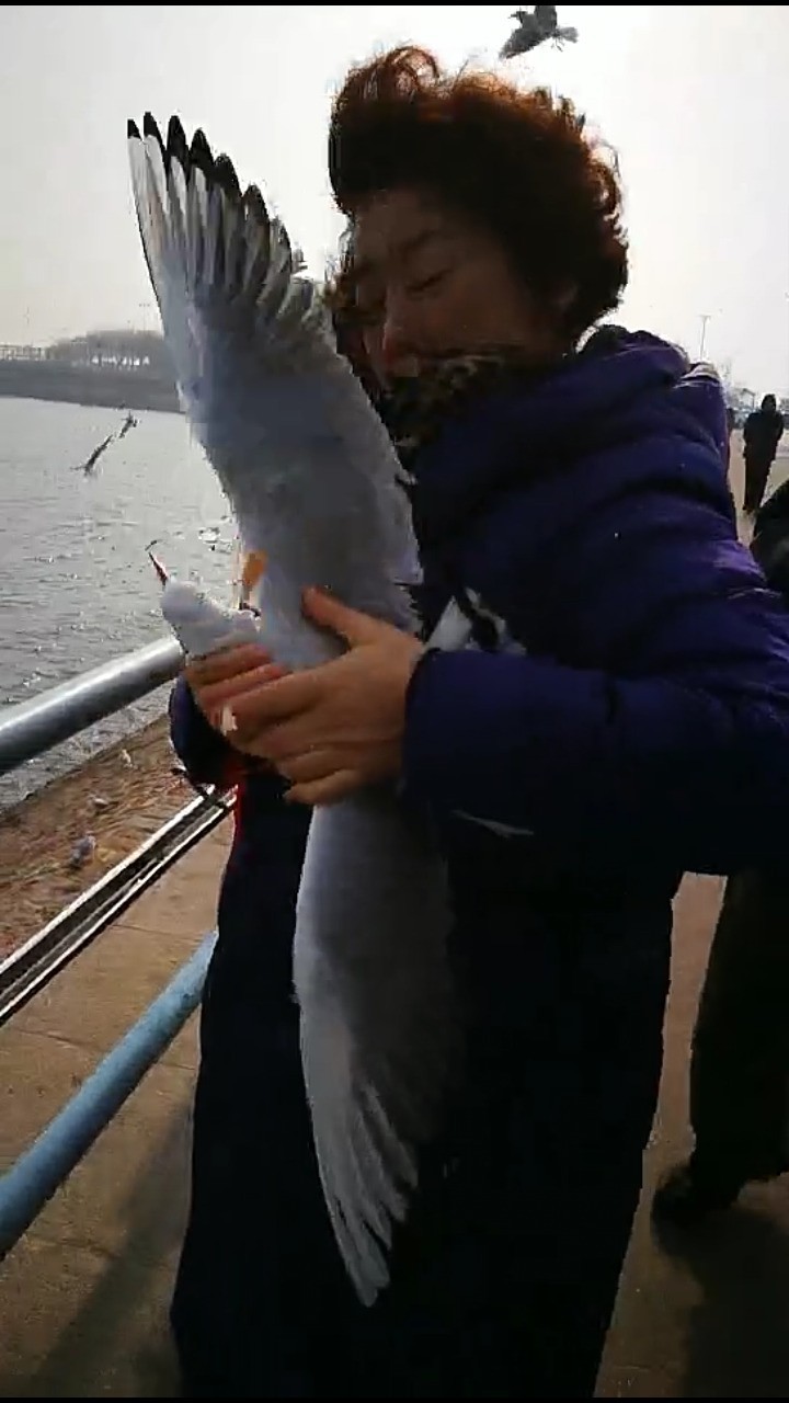 女士您为什么要抓海鸥啊！我们在保护您在伤害！