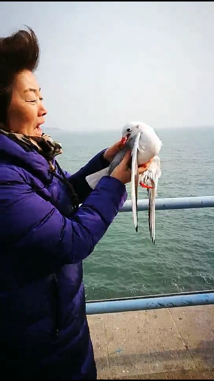 女士您为什么要抓海鸥啊！我们在保护您在伤害！