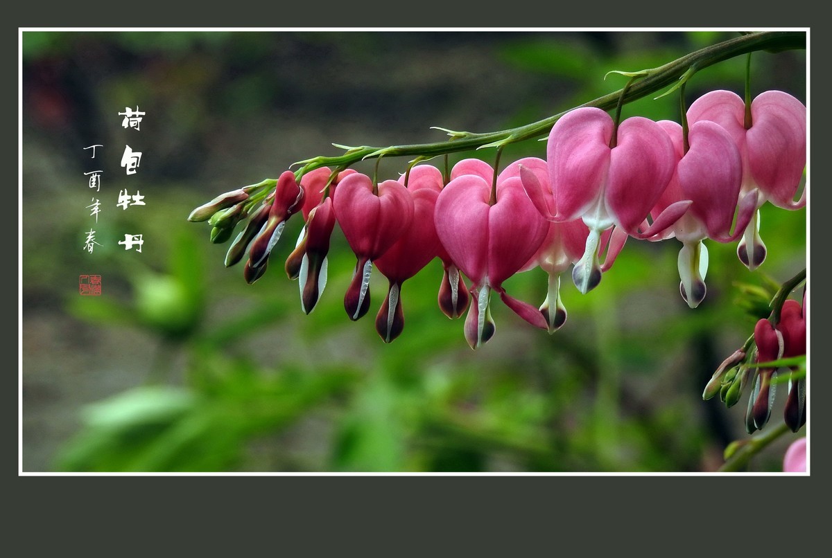 一串串粉红色的小荷包-荷包牡丹
