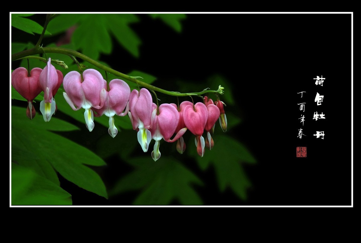 一串串粉红色的小荷包-荷包牡丹