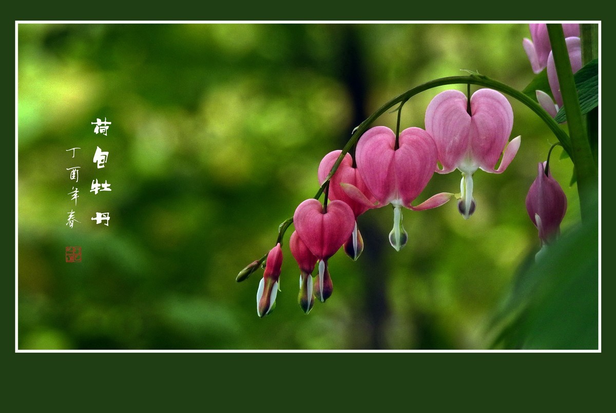 一串串粉红色的小荷包-荷包牡丹