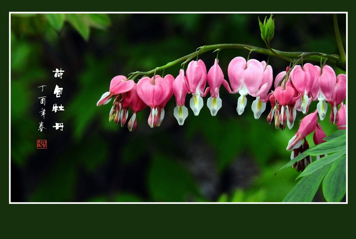 一串串粉红色的小荷包-荷包牡丹