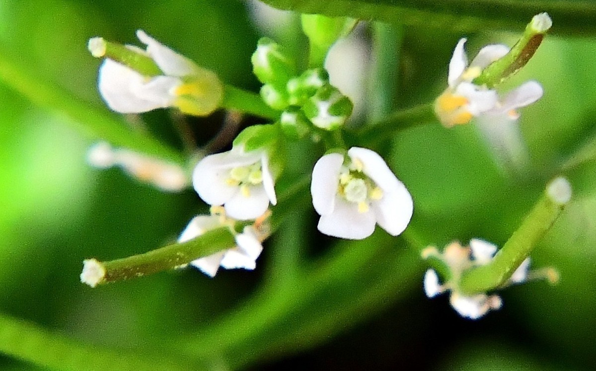 阳台花盆里的小花草